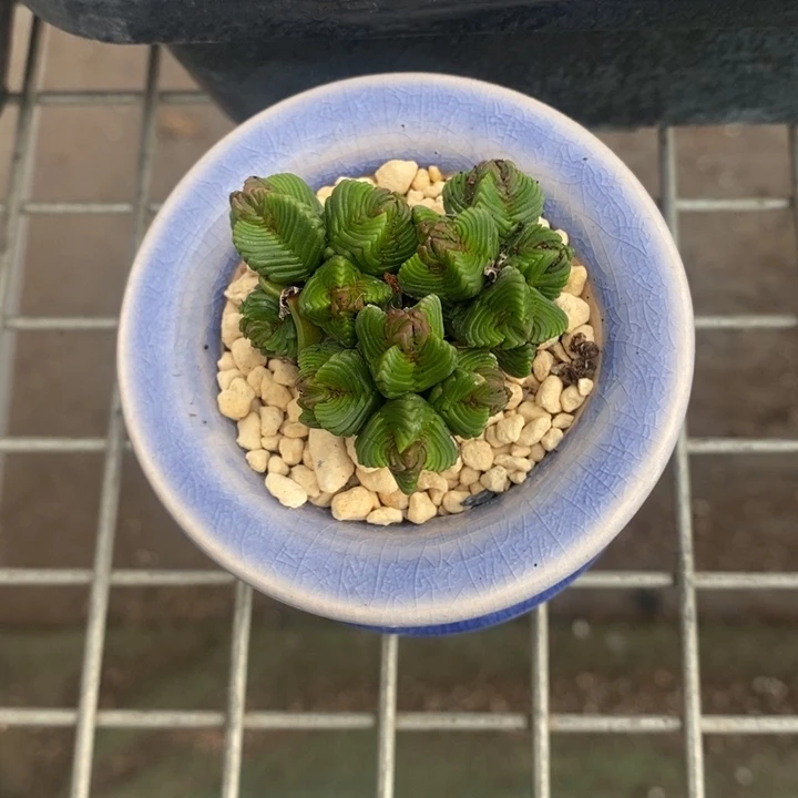 胖*?伯克利的故事也很精彩很有