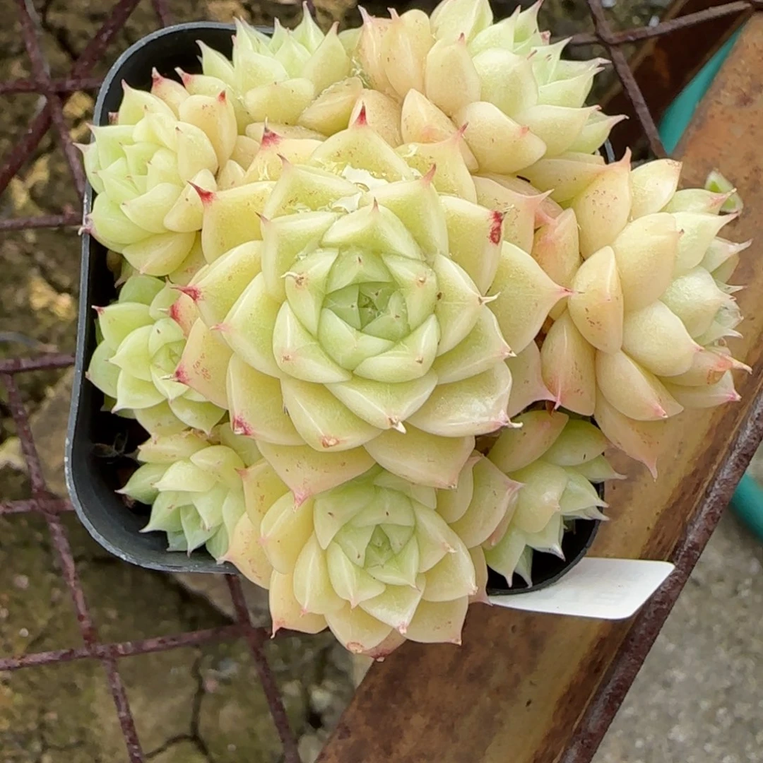 用****4花语逸镜9117-120