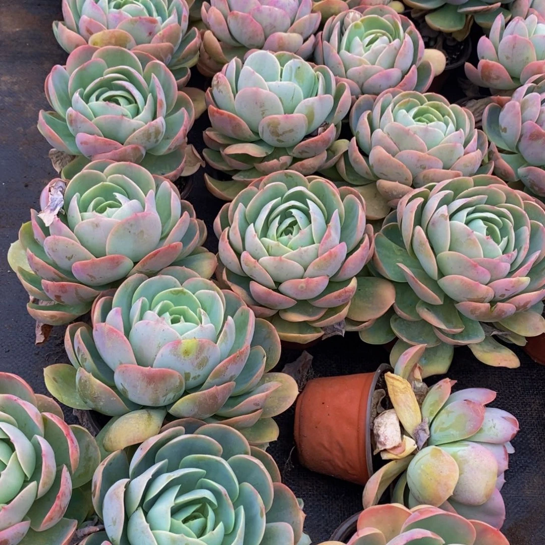 桃花坞5.9脱土发货