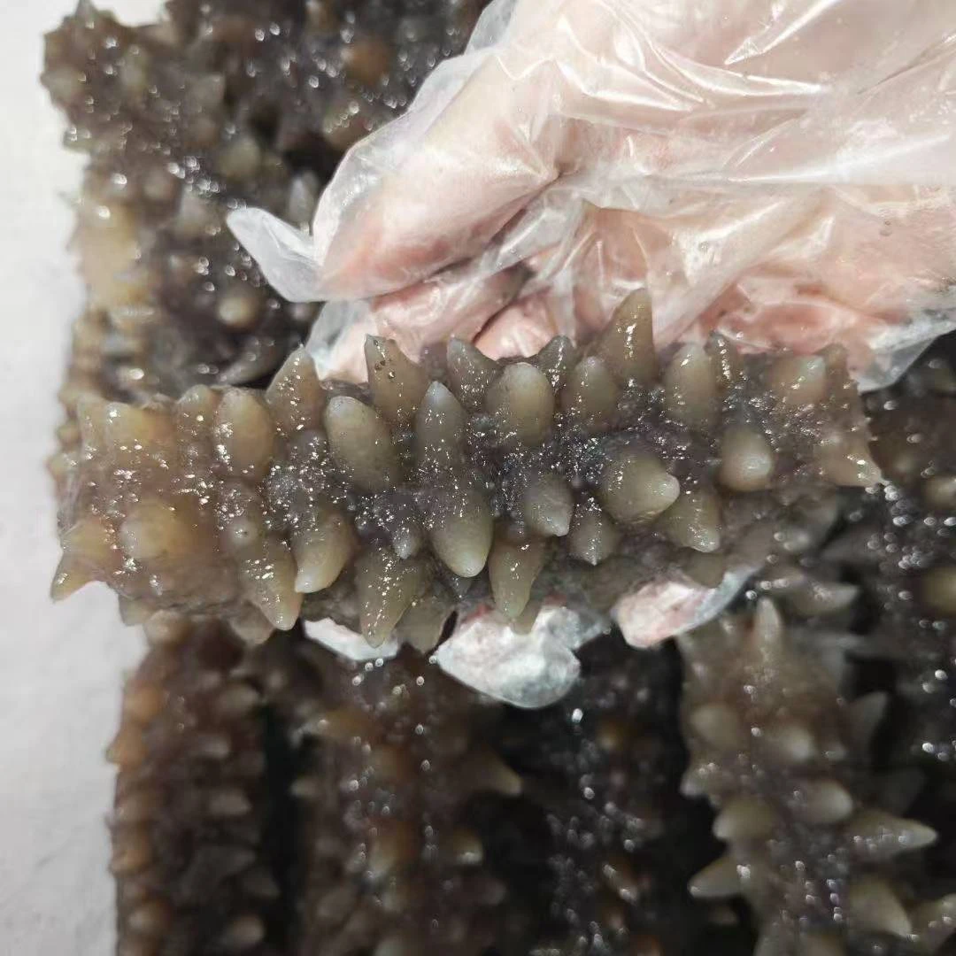 （彬哥推荐 ）泡发刺参海参8