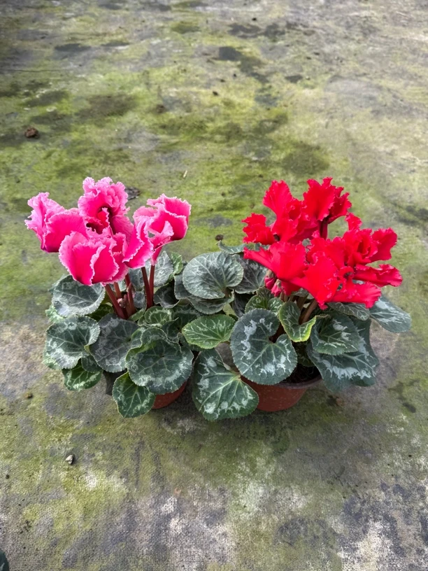 【中国红皱边➕荔枝海棠红】（120盆）仙客来带花带花苞发货室内盆栽