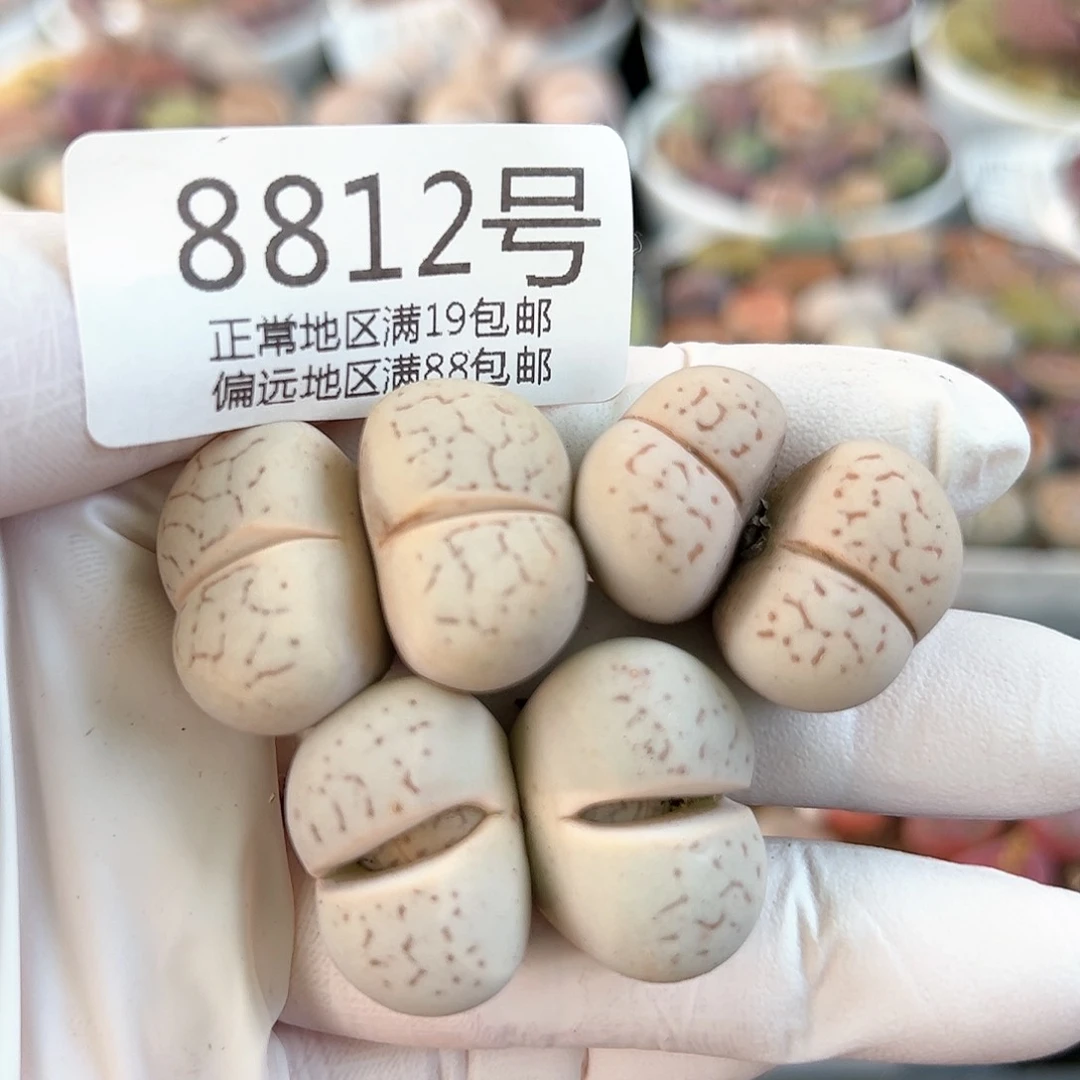 好养易活生石花大母本8812