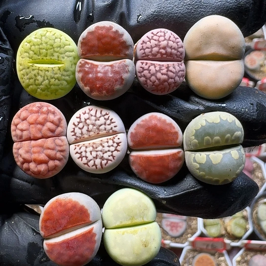 生石花111111。   173