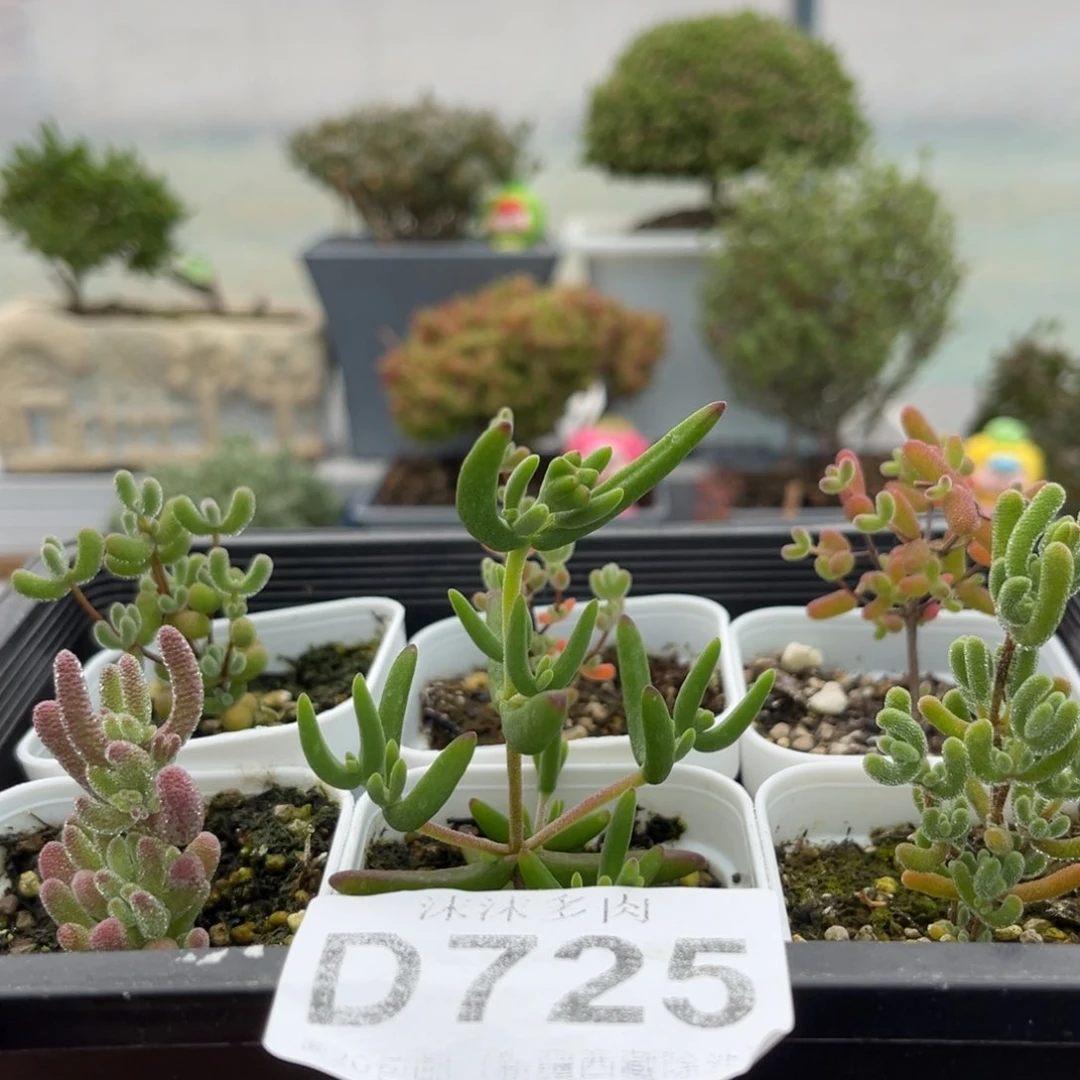 725新手开播福利