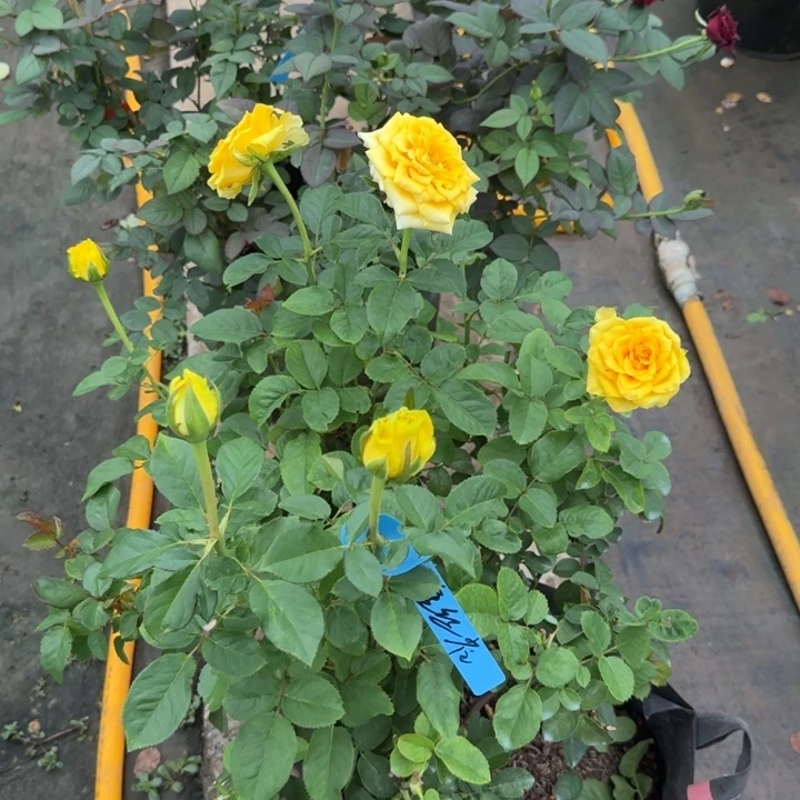 完全开放精品月季花一物一图