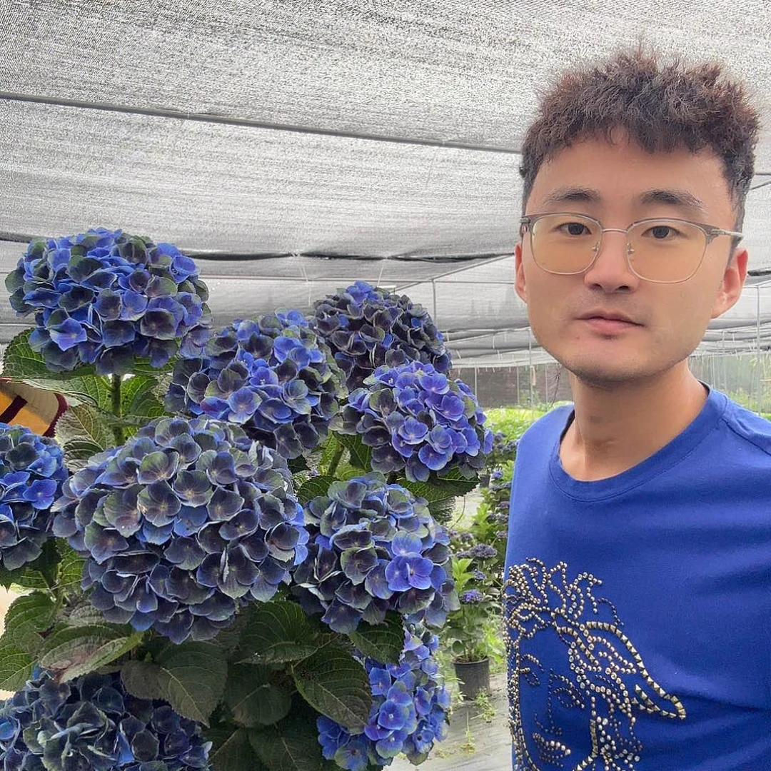 魔幻夏洛特2加蓝色A级苗量拍