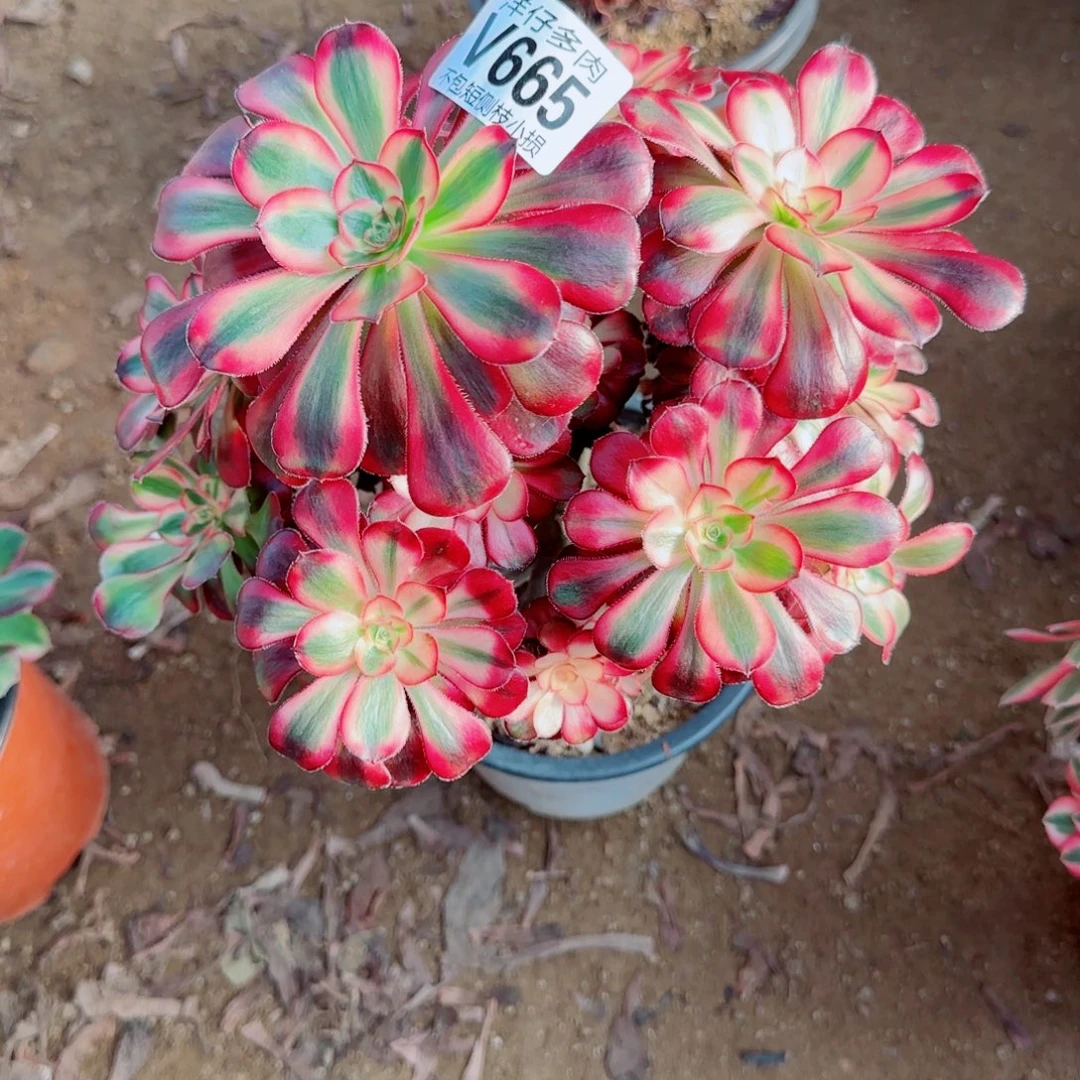 香耐尔发师665冠幅18