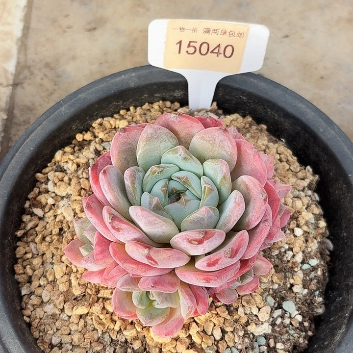 厚梦15040一物一拍！