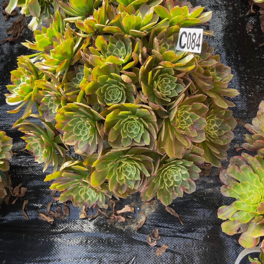 莲花法师14////6包邮