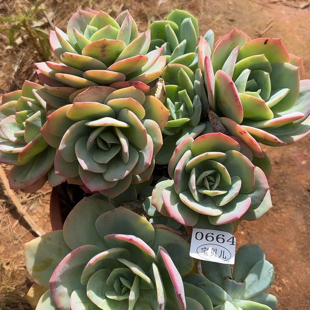 0664包邮的时候我就在