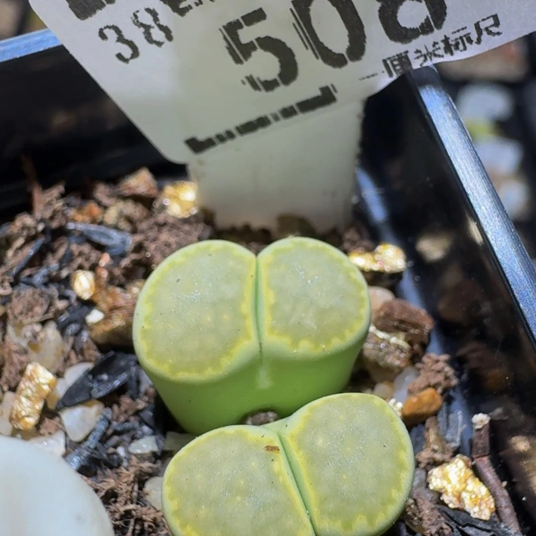 zzzz生石花肉锥508