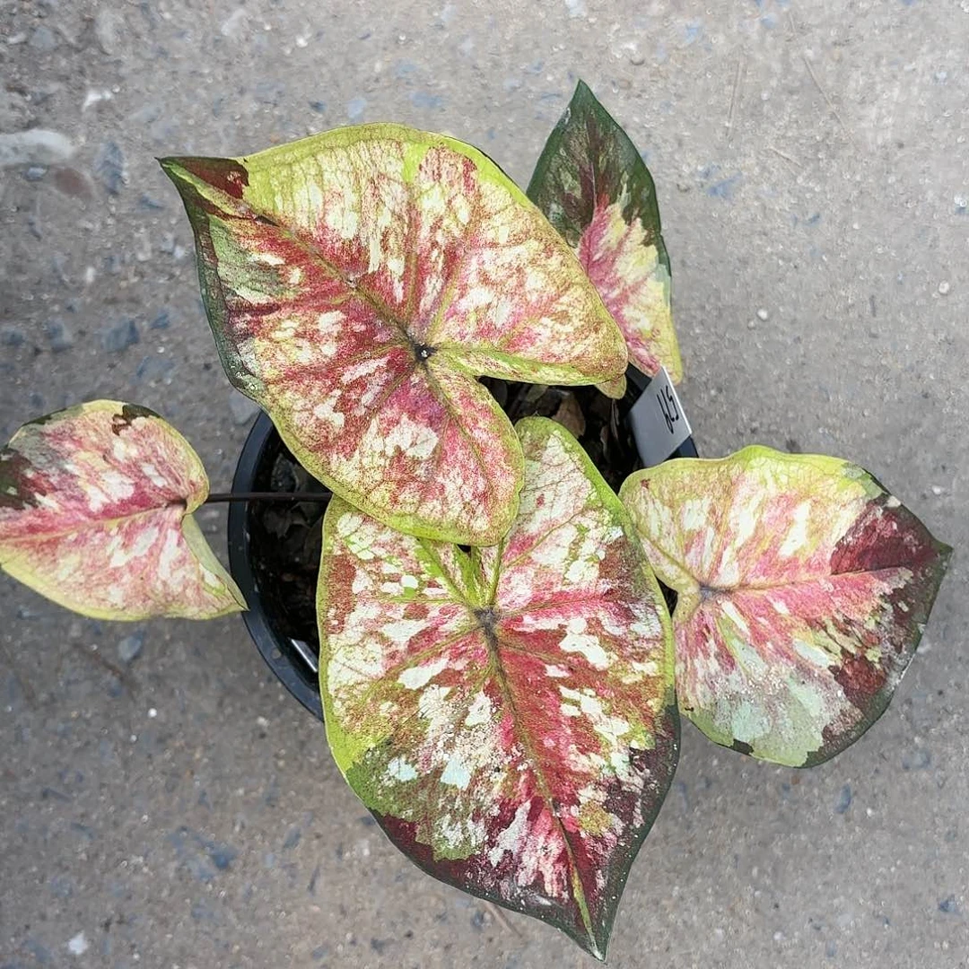 579-0118G1彩叶芋泰国发货