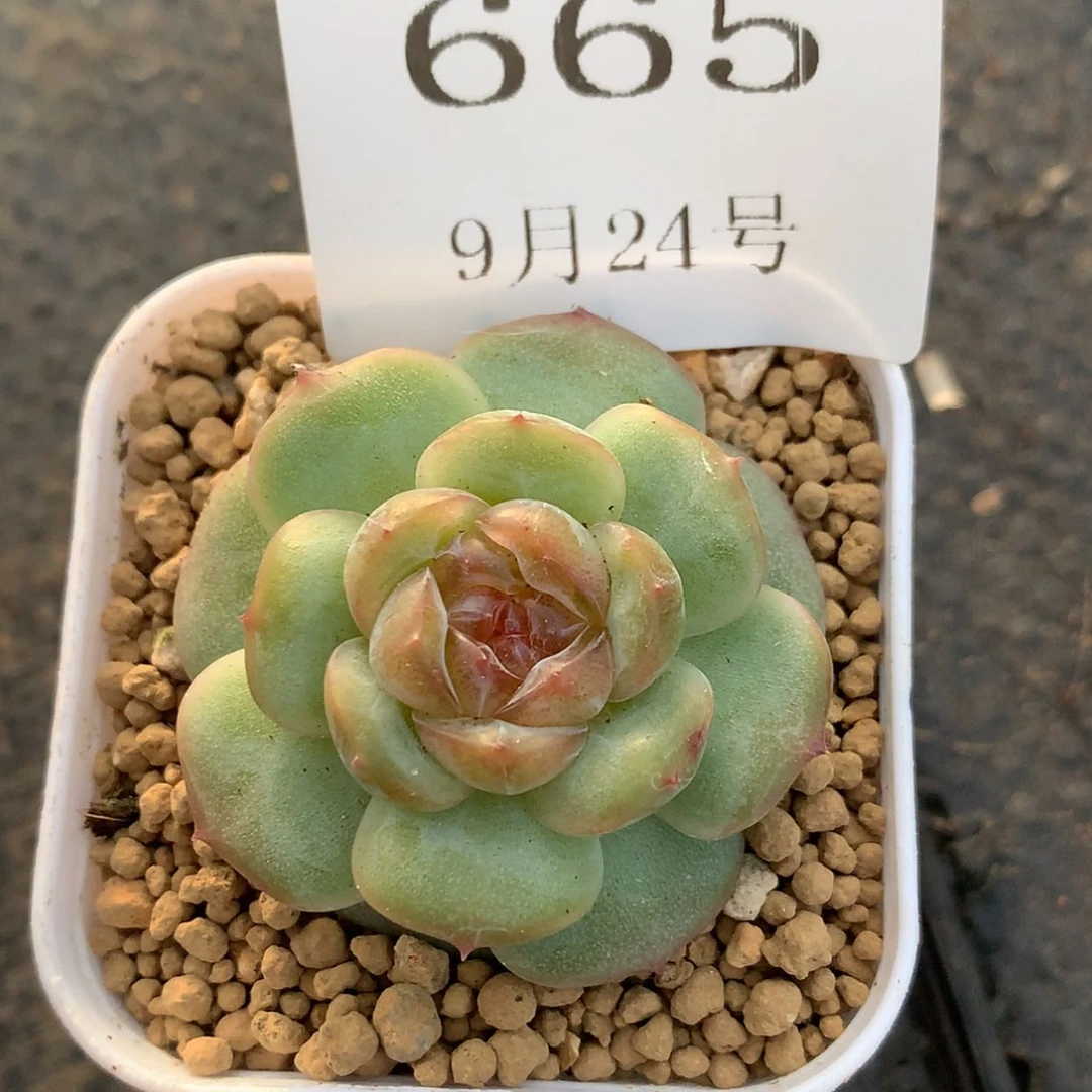 【闪购商品】云665号定繁殖优选9436