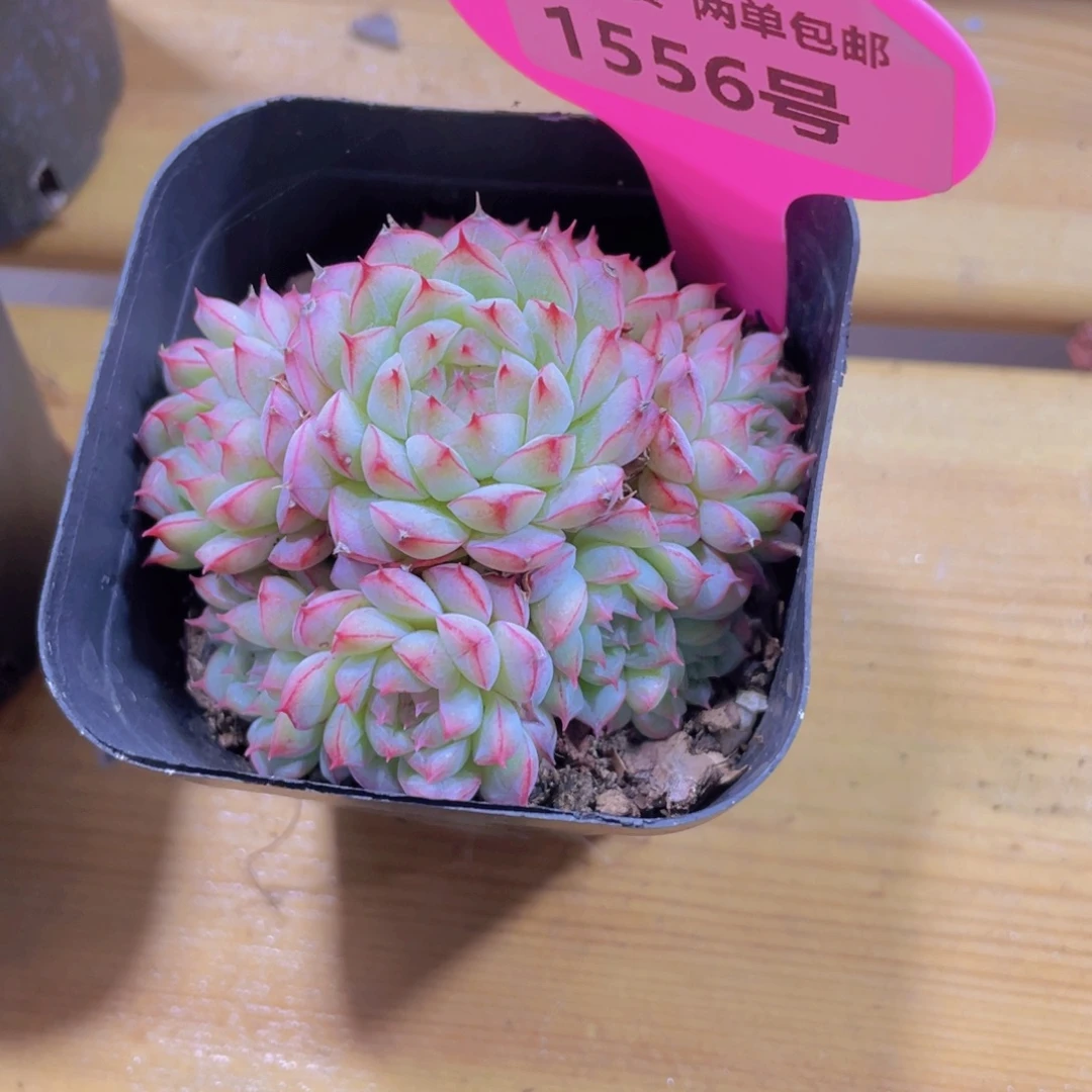 1556号 睫毛玫瑰花捧花麦秆