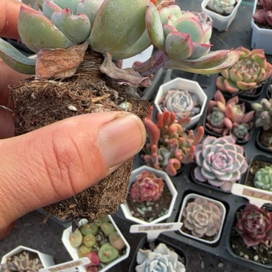 123晨露多肉植物多