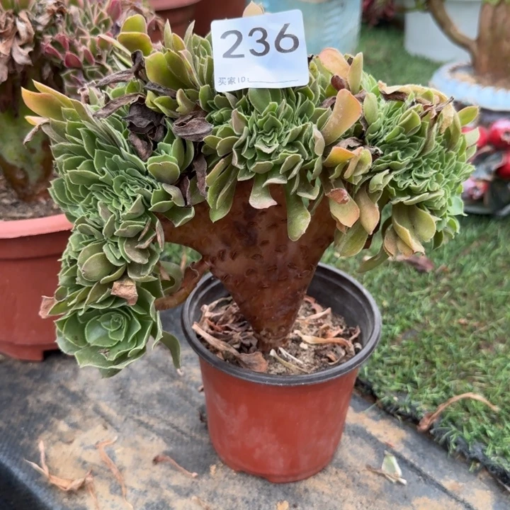 玫瑰法师锦缀化236