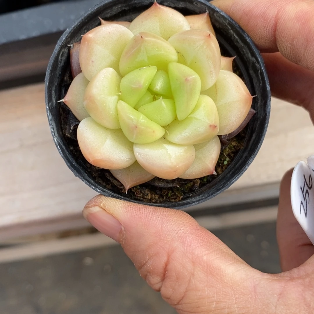 精品多肉一物一拍不包整256