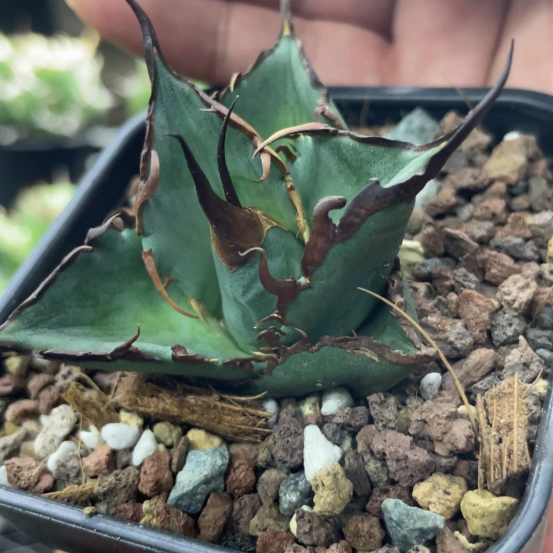 【闪购商品】野二代 頂牙