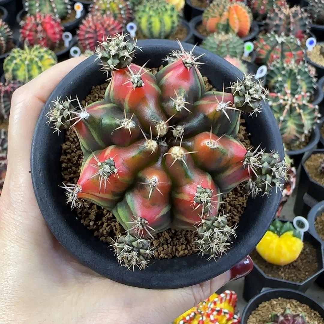 山姆，名品侧芽喜欢直接拍