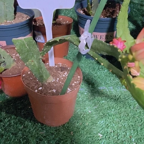 爱*仙人掌东北小粉1338