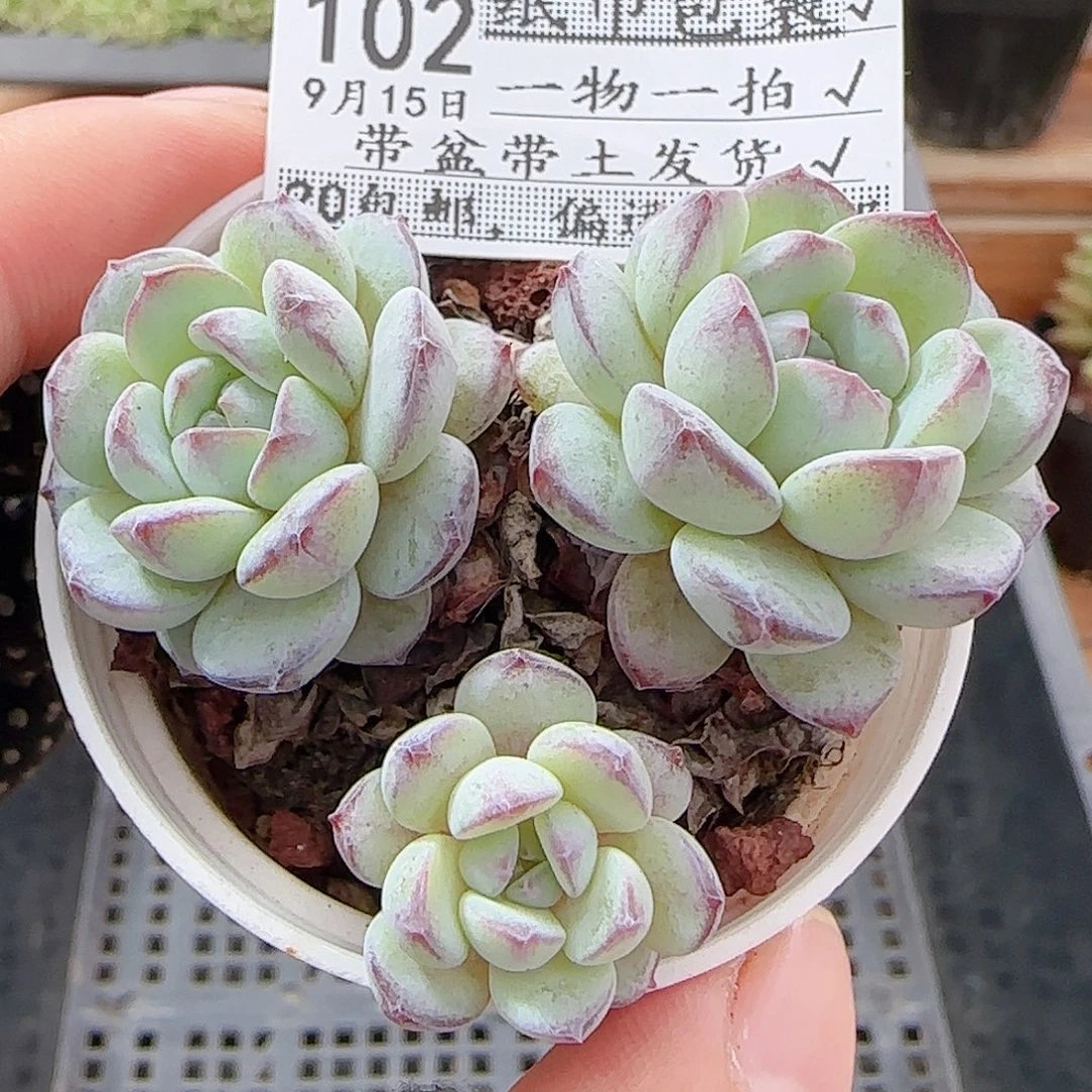 多肉0915-102点绛唇