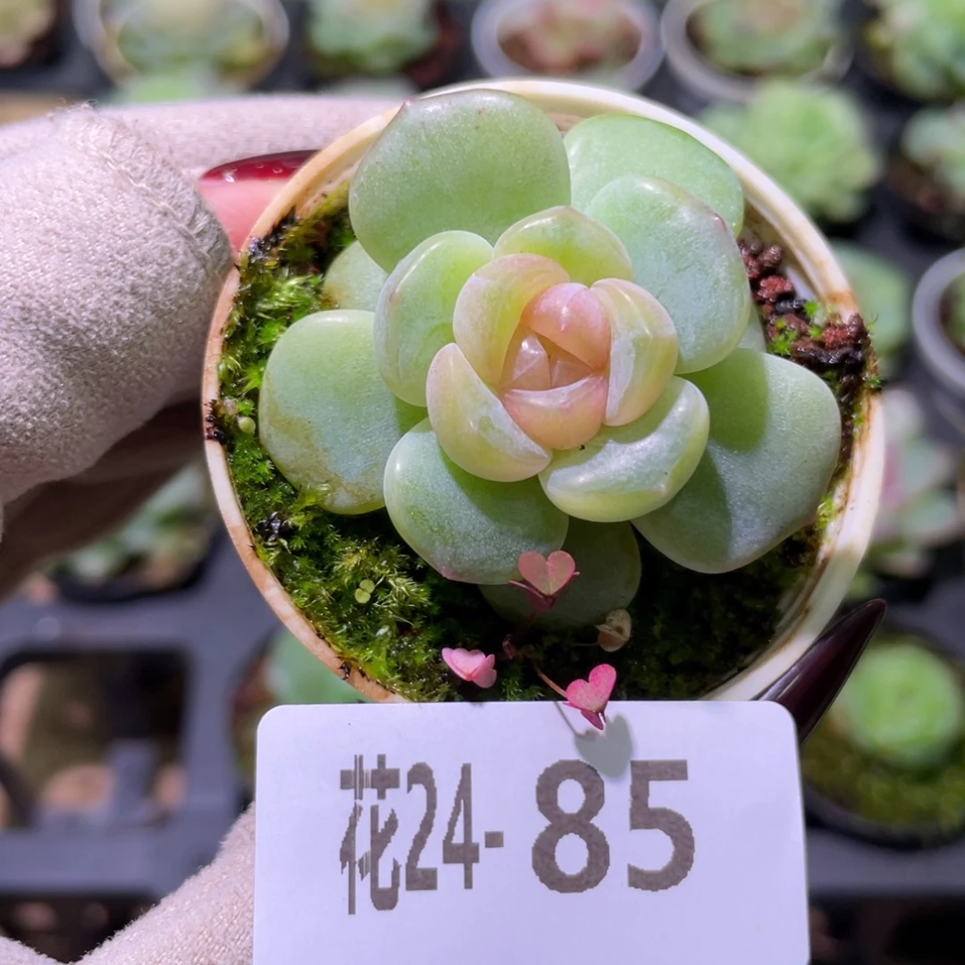 花利美24-85新品珍妮