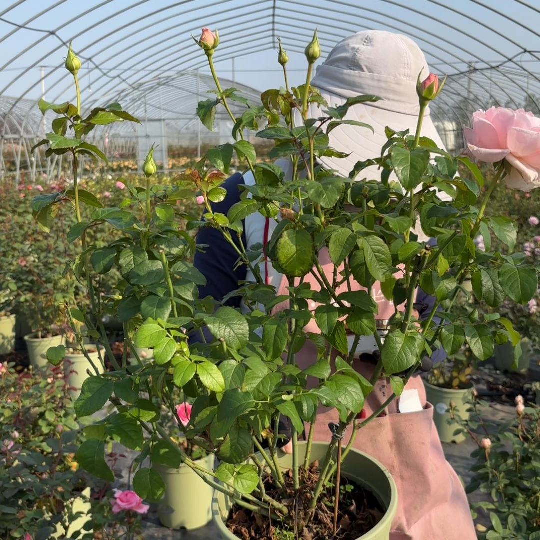 漂亮的玉兔3加仑根接