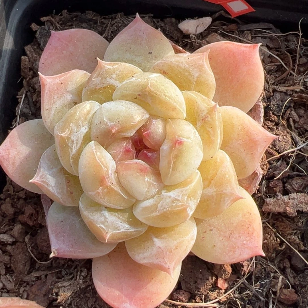 小卡拉米糖心一物一拍3-95