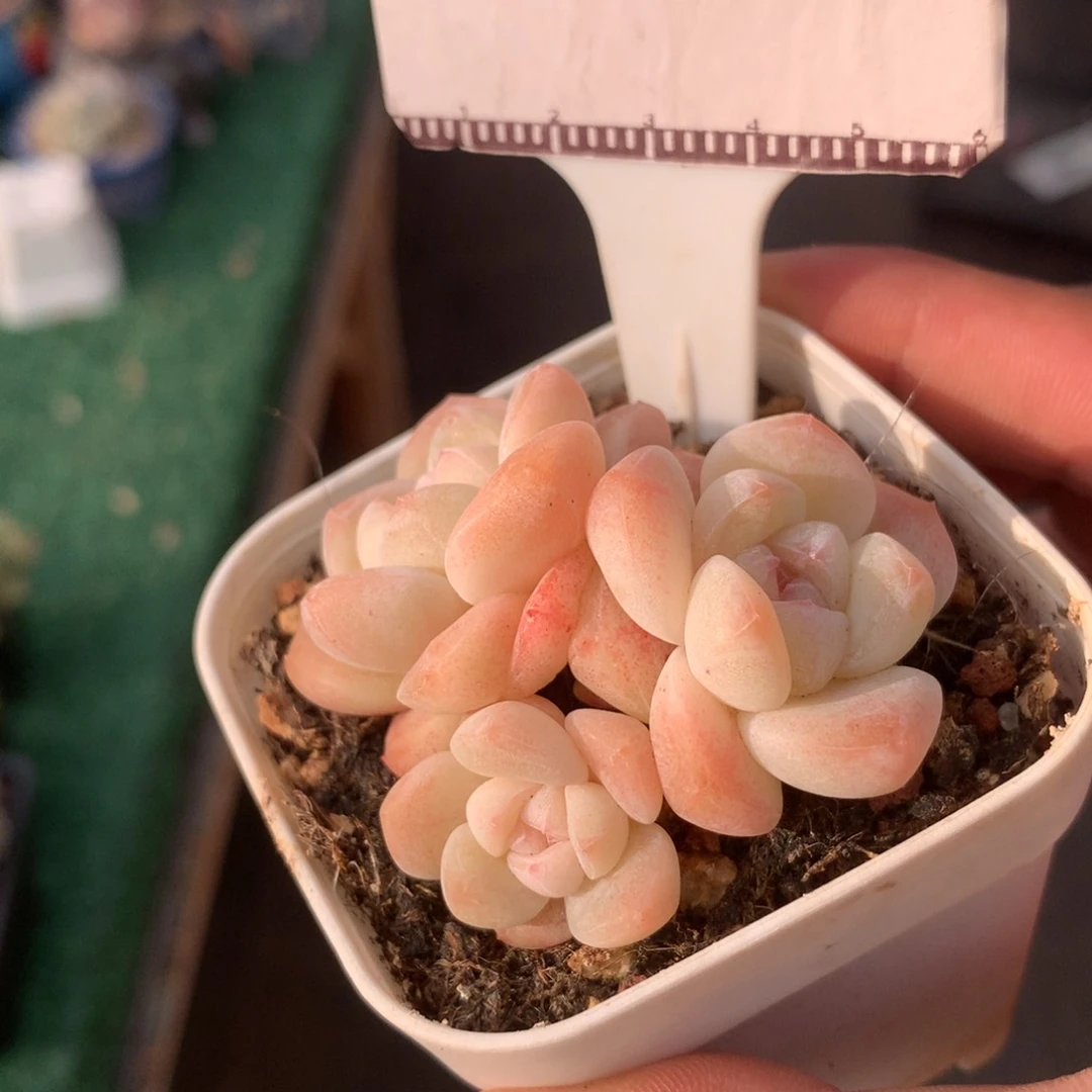 冰玉老桩自然群58包邮