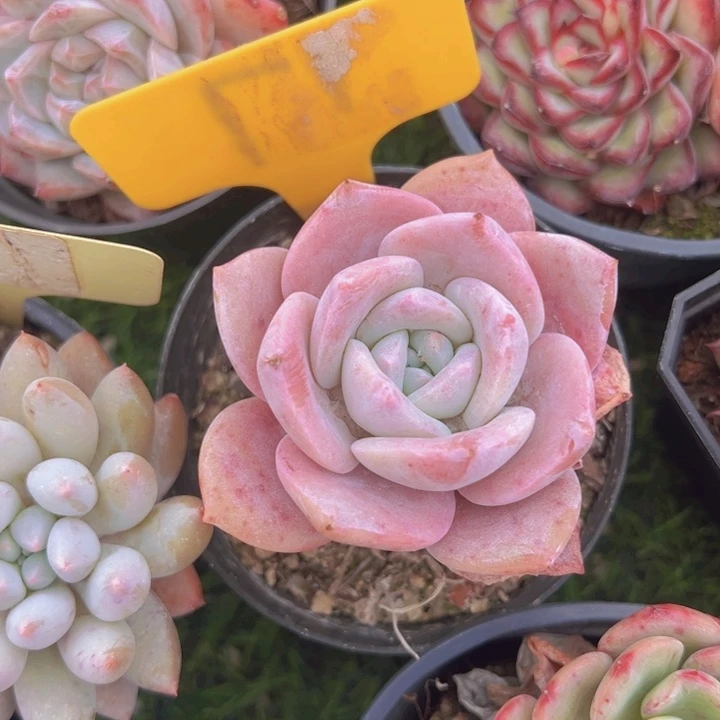 健健康康平平安安