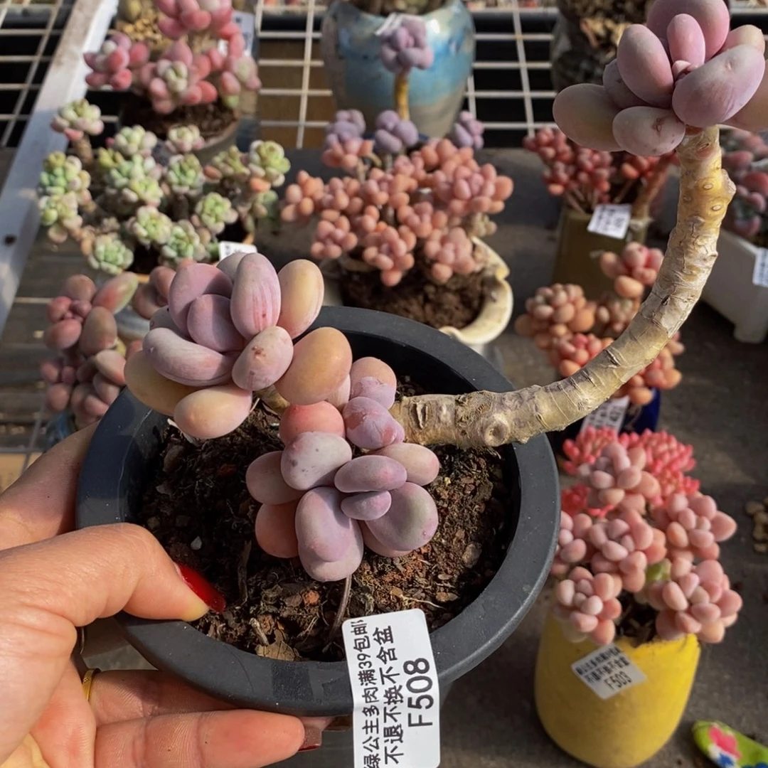 蛋黄奶酪508/8cm叶片黄透