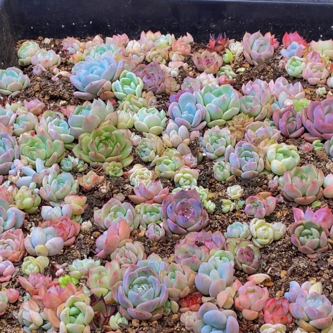 995多肉植物保护研究所所长