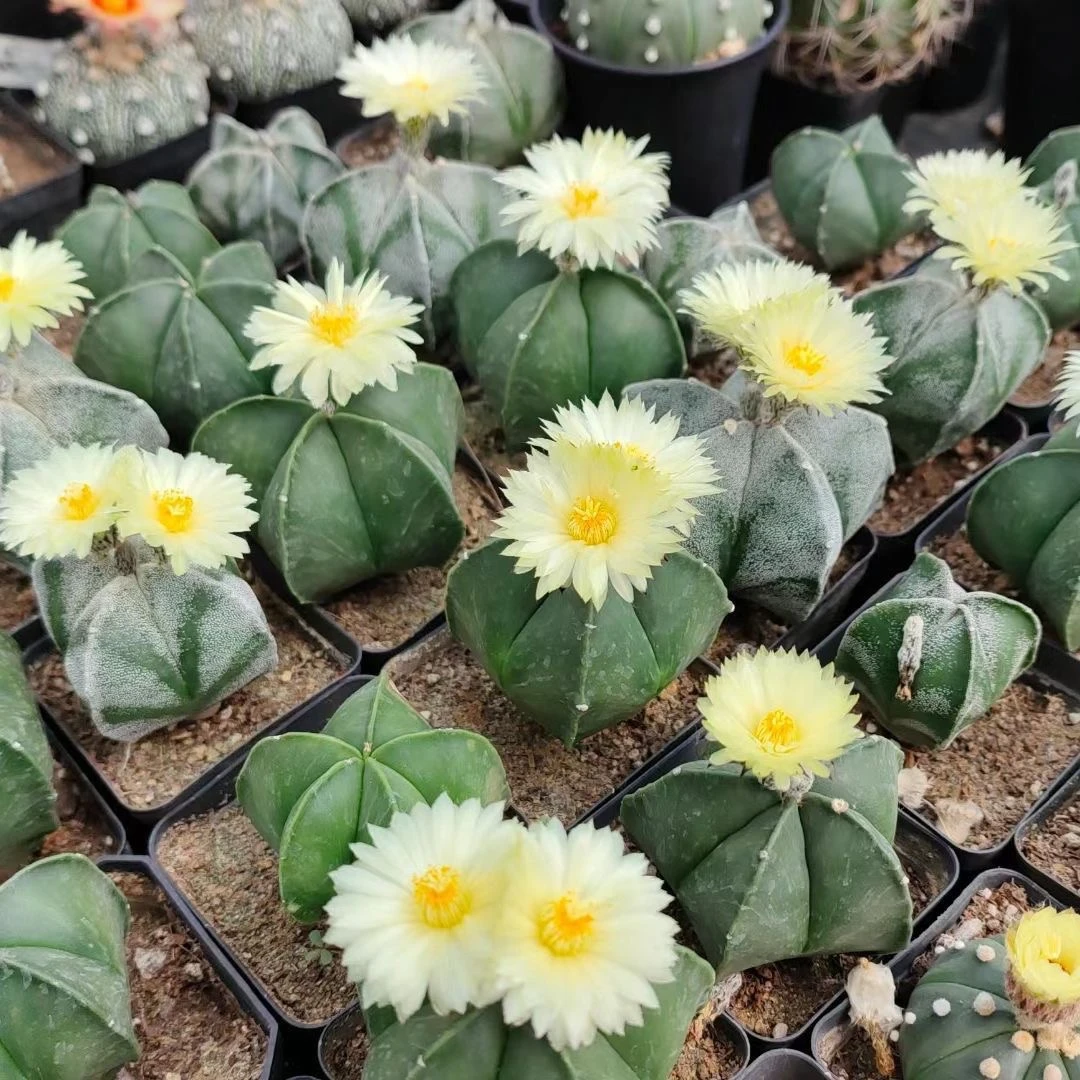 鸾凤玉仙人球全店满19元包邮）植物组合盆栽