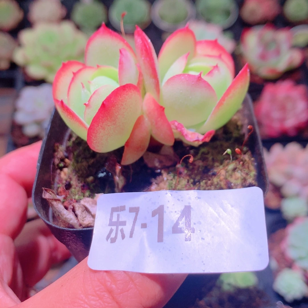 乐然 7-14 桃花石