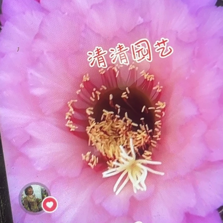 清清3-522根球瑕疵瑕疵介意不拍