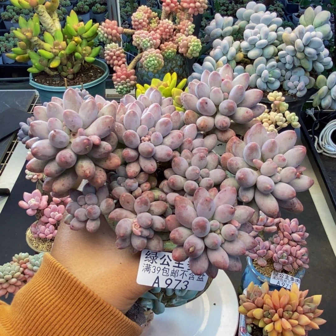 973婴儿手指多肉10c m