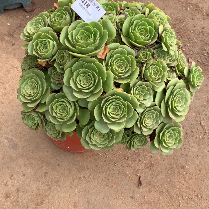 418绿羊绒多肉植物特价