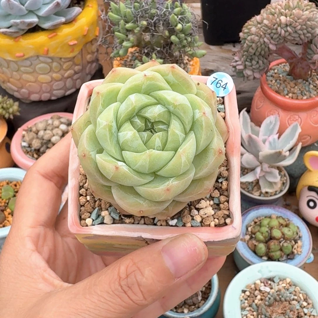 764 多肉含盆土30元包邮➗偏远地区