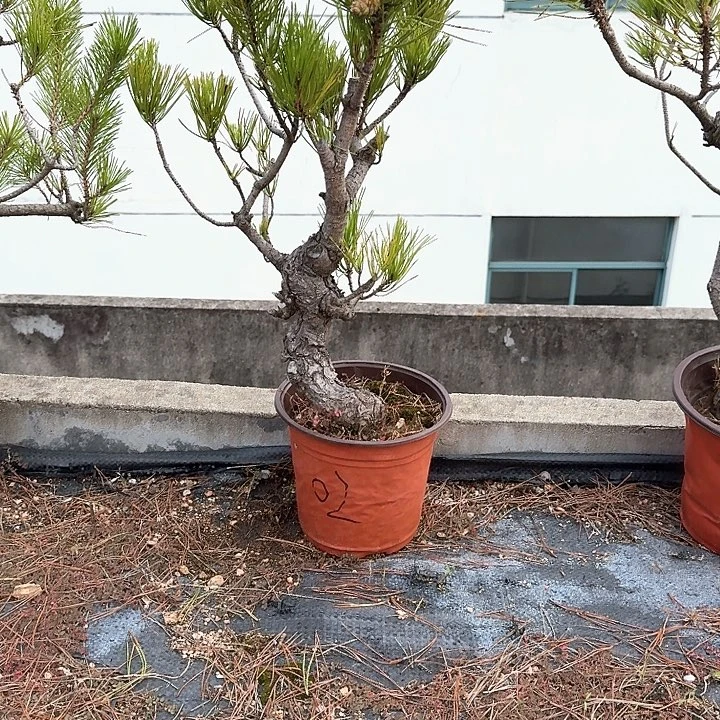 刚***子无花朵盆栽植物黑松盆景