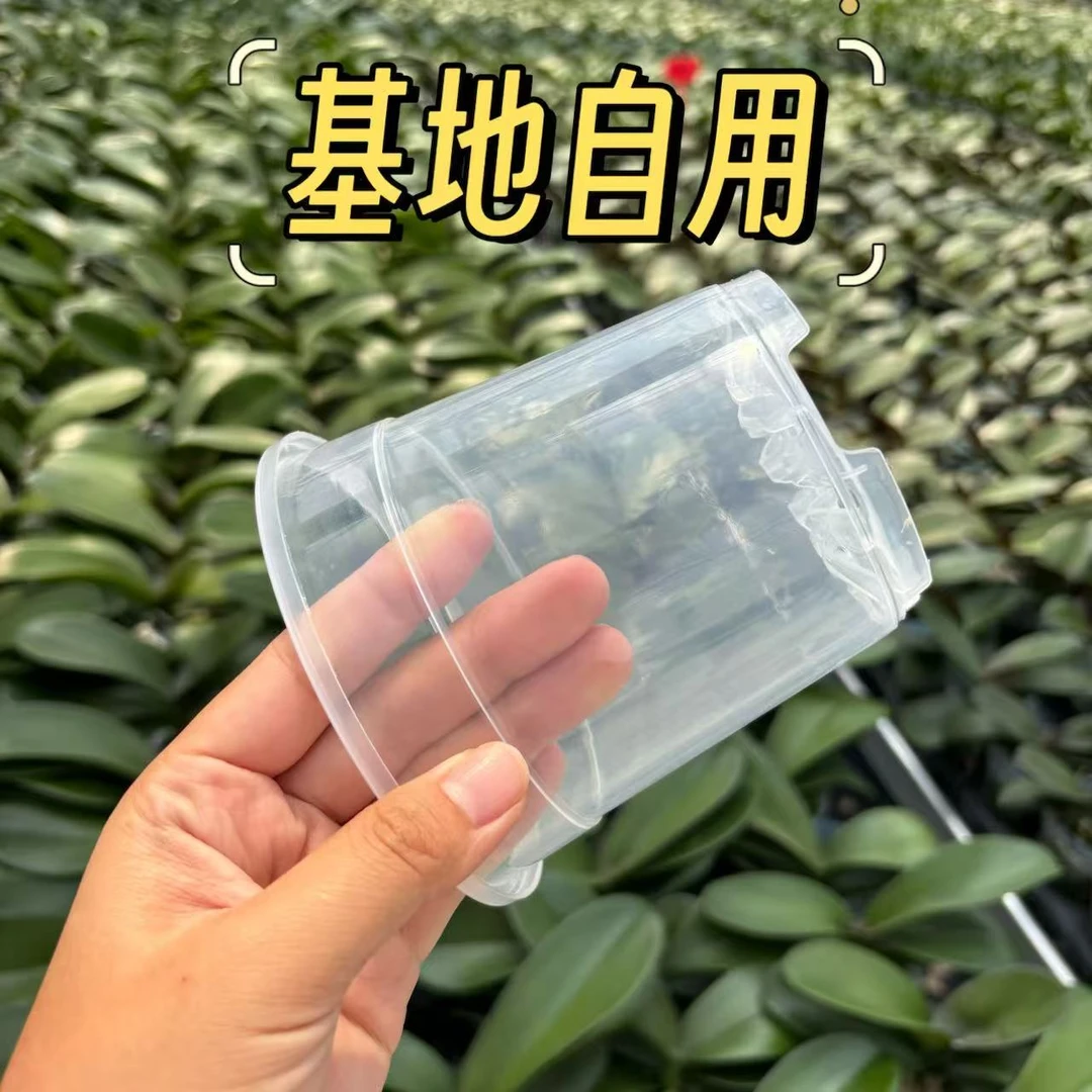 蝴蝶兰【控根盆】兰花升杯专用基地自用