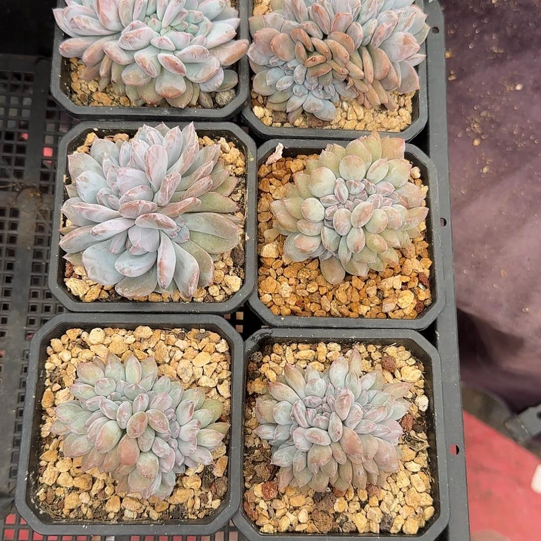 喜***风星影6颗一起一物一拍