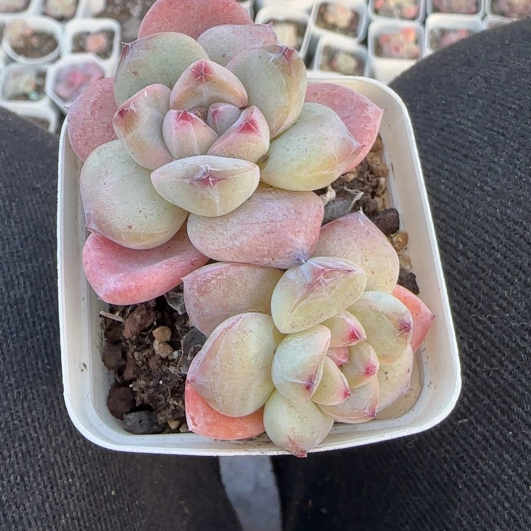 小卡拉米糖心一物一拍