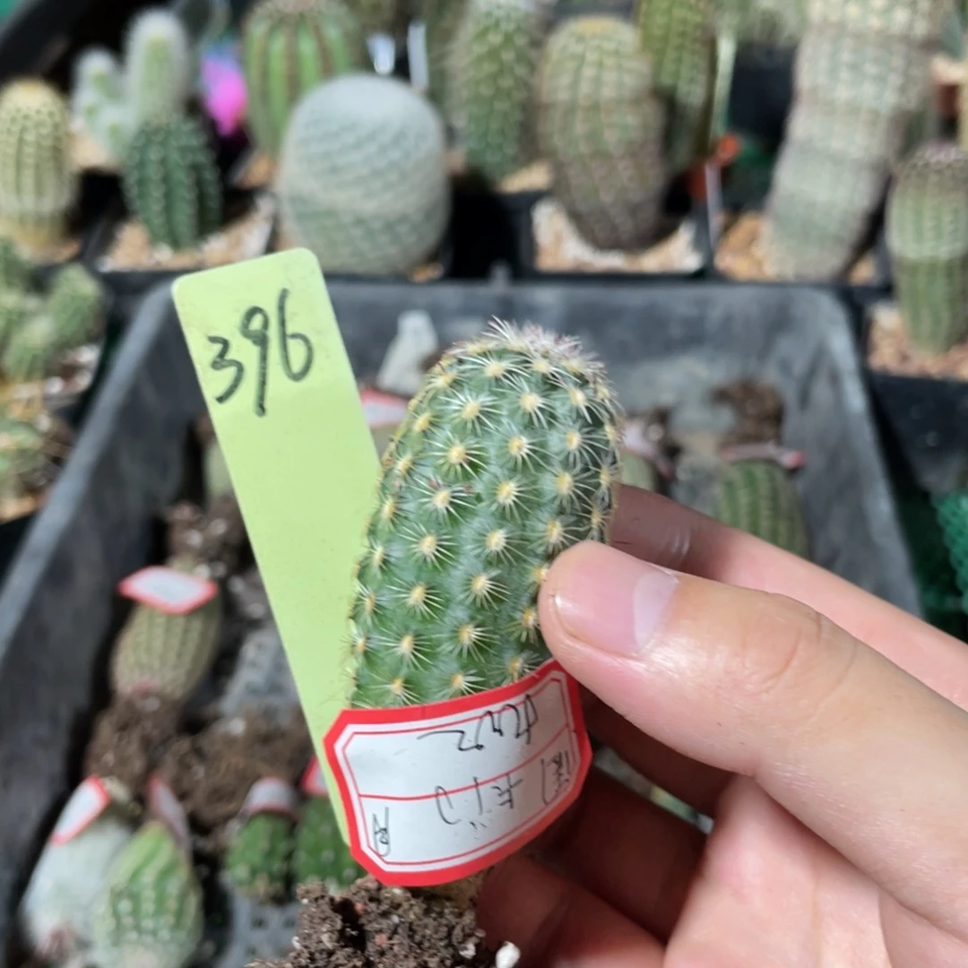 卡门鹿角柱属仙人球396