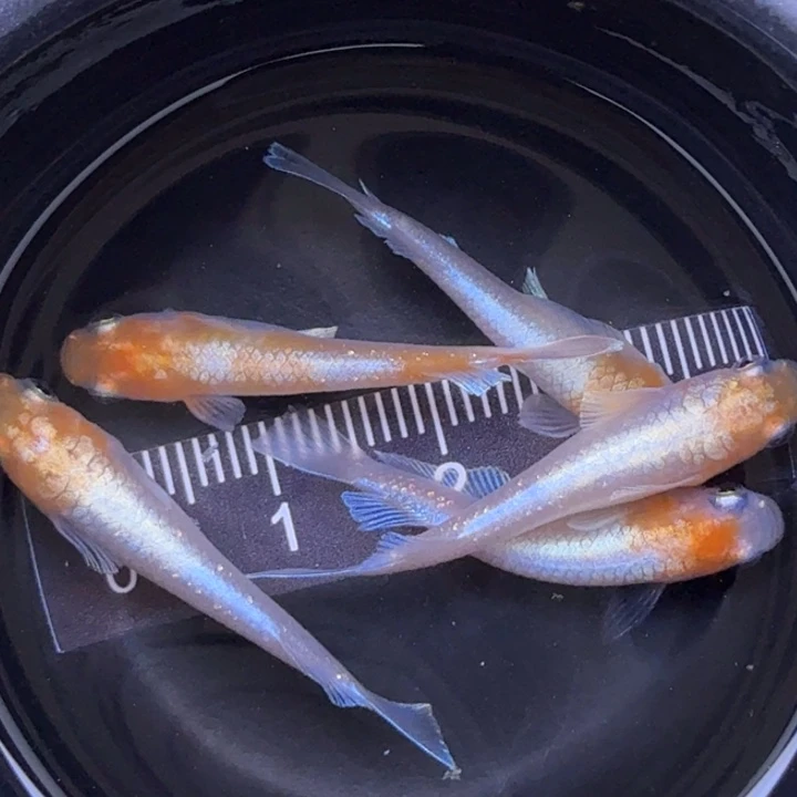 青鳉鱼红白赤壁35号