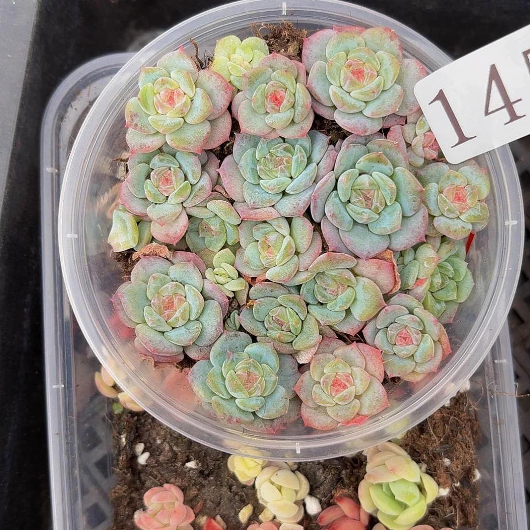 多肉植物多肉植物145