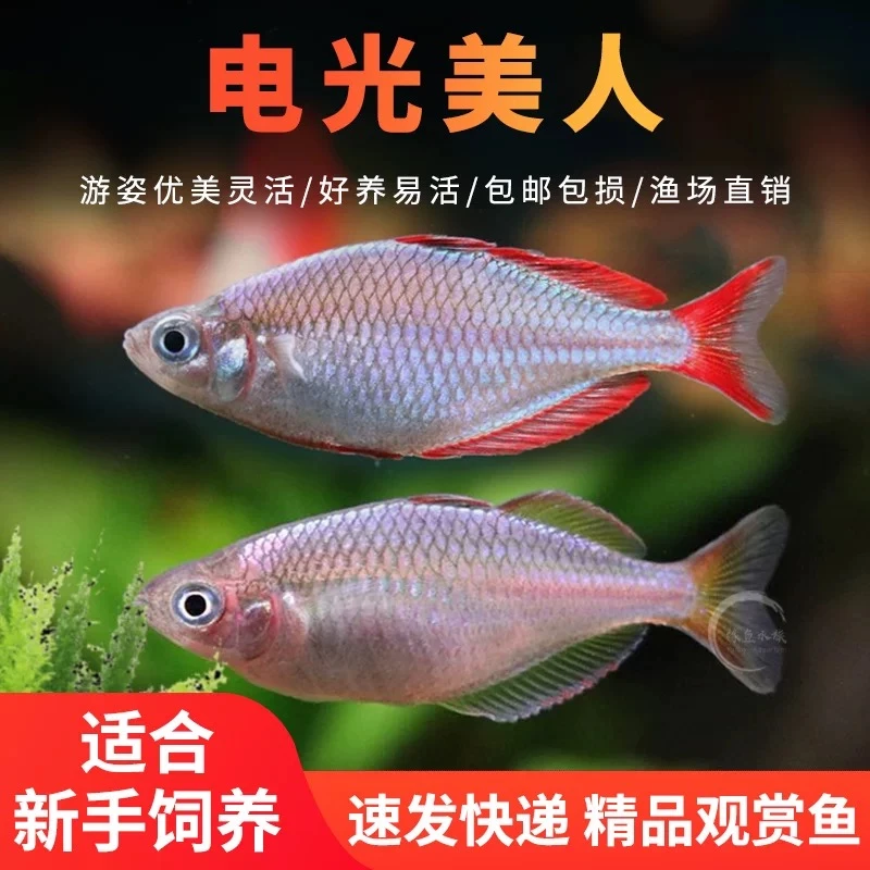 电光美人鱼热带观赏灯科鱼刚果美人石美人鱼孔雀斑马淡水群游鱼