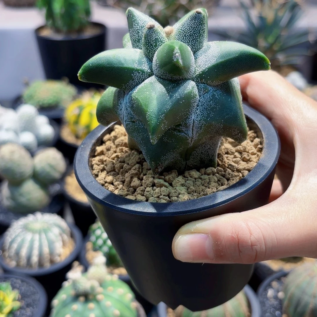 角尤麒麟wwwwwwwwwwwwwwwwwwww