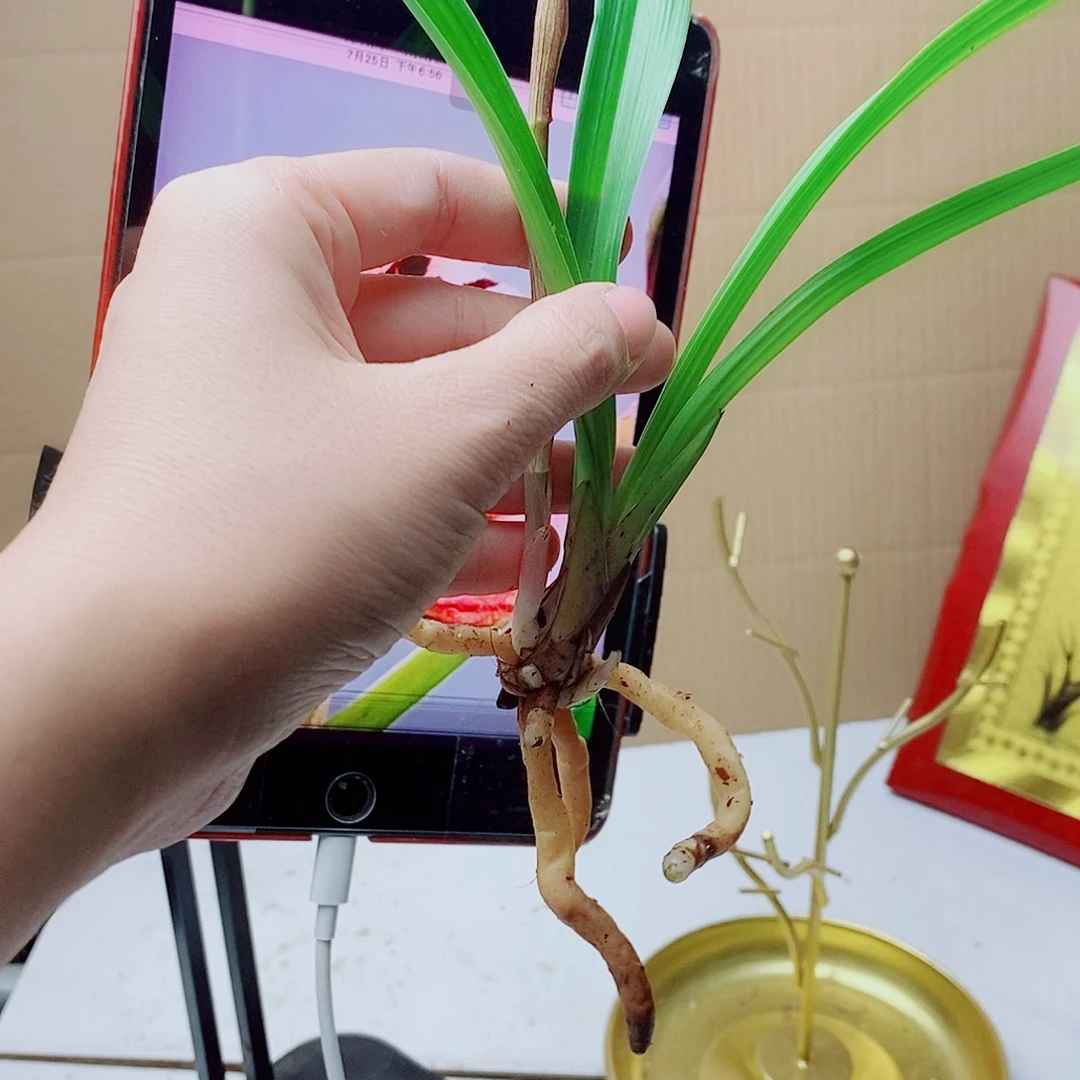 当前无花栽培后可以开花星