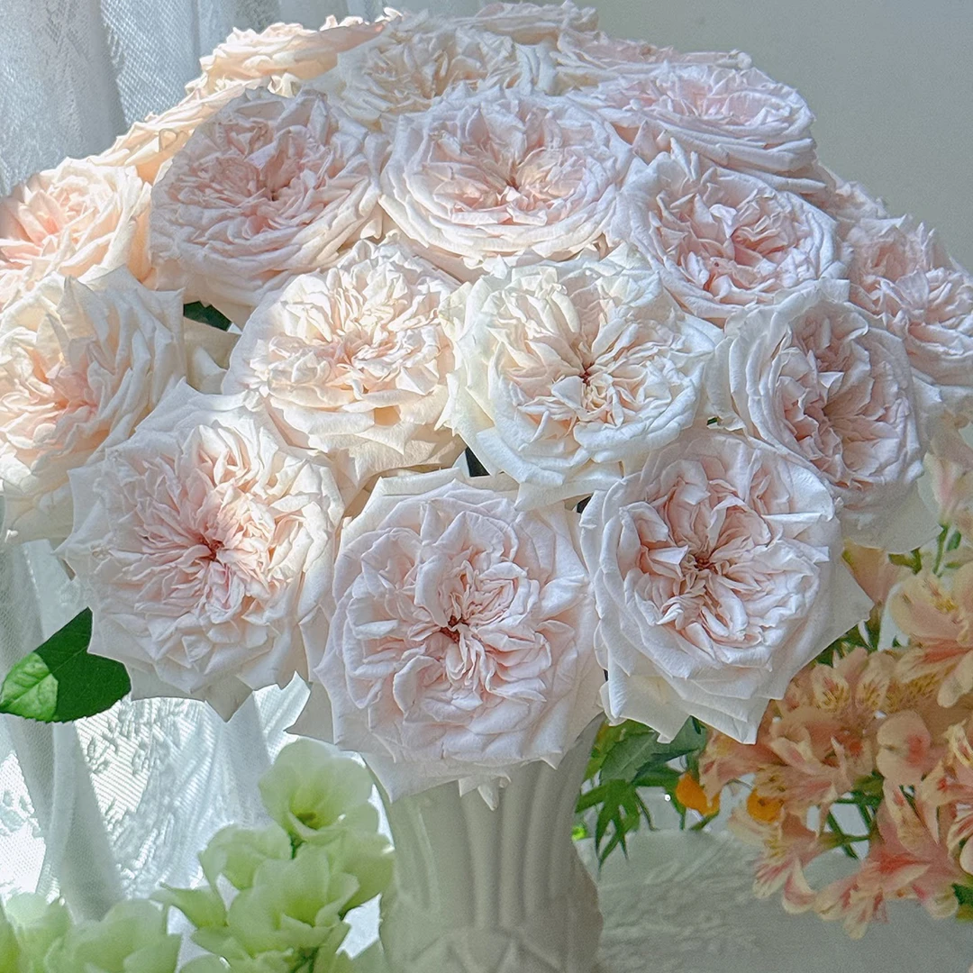 【花甜悦夏优选】天鹅湖单头玫瑰（百分之十不售后2个订单包邮