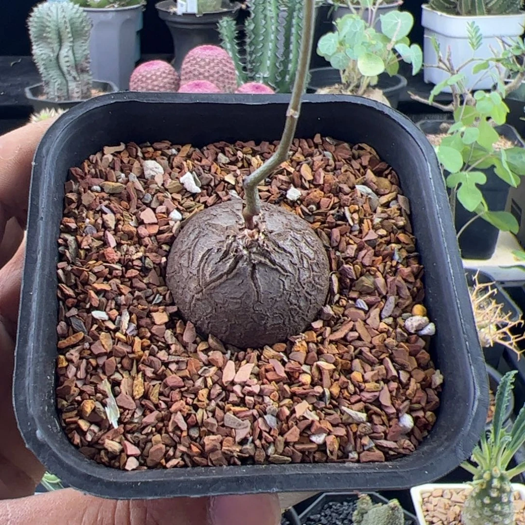 南非龟甲龙3.4一物一拍带盆发